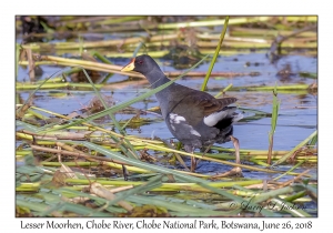 Lesser Moorhen