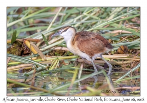 African Jacana, juvenile