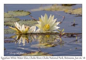 Egyptian White Water-lily