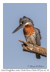 Giant Kingfisher, male