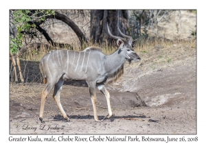 Greater Kudu, male