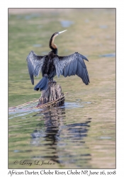 African Darter