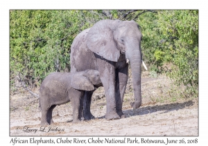 African Elephants