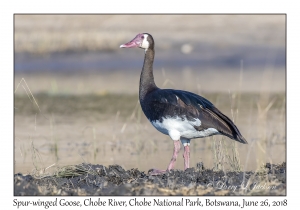 Spur-winged Goose