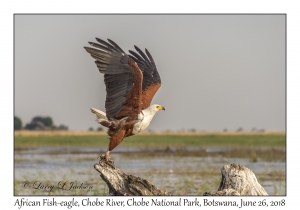 African Fish-eagle