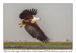 African Fish-eagle