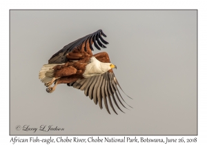 African Fish-eagle