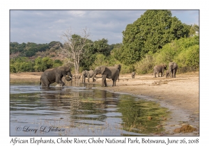 African Elephants