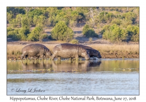 Hippopotamus