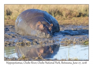 Hippopotamus