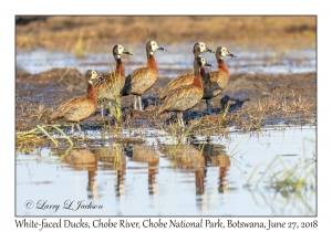 White-faced Ducks