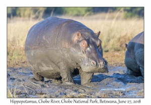 Hippopotamus