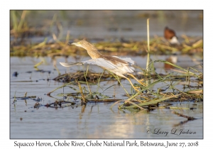 Squacco Heron