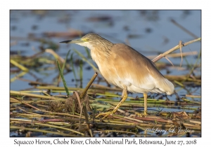 Squacco Heron