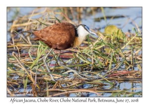 African Jacana