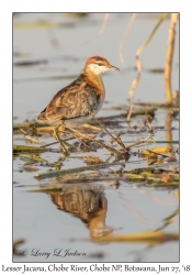 Lesser Jacana