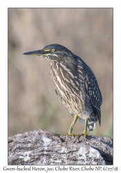 Green-backed Heron, juvenile