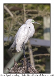 Great Egret, breeding