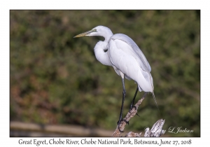 Great Egret