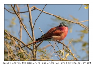 Southern Carmine Bee-eater