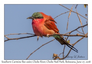 Southern Carmine Bee-eater