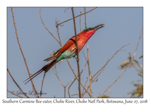 Southern Carmine Bee-eater