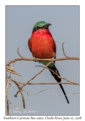 Southern Carmine Bee-eater