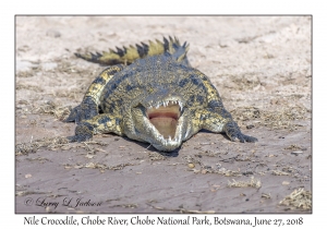 Nile Crocodile