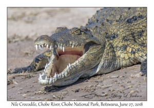 Nile Crocodile