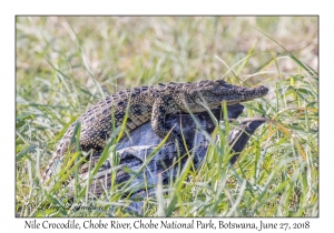 Nile Crocodile