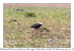 African Fish-eagle & Blacksmith Plovers