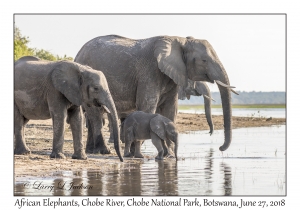 African Elephants