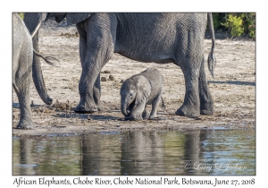 African Elephants