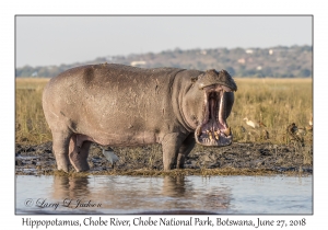 Hippopotamus