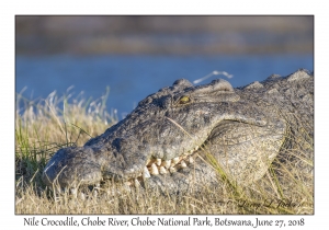 Nile Crocodile