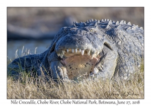 Nile Crocodile