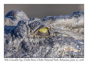 Nile Crocodile Eye