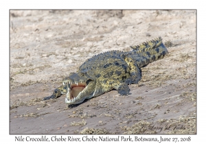 Nile Crocodile