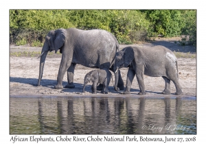 African Elephants