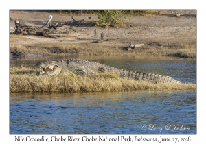 Nile Crocodile