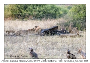 African Lions