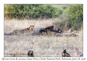 African Lions