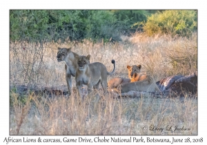 African Lions