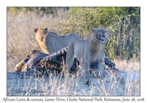 African Lions