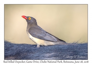 Red-billed Oxpecker