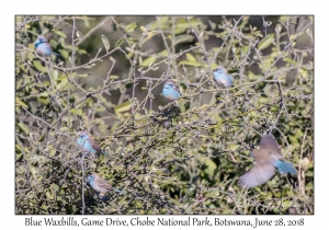 Blue Waxbills