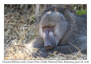 Chacma Baboon, male