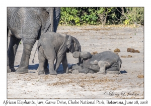 African Elephants