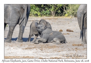 African Elephants