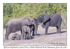 African Elephants